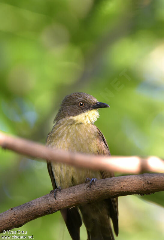 Bulbul à gorge claire