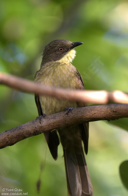 Bulbul à gorge claire