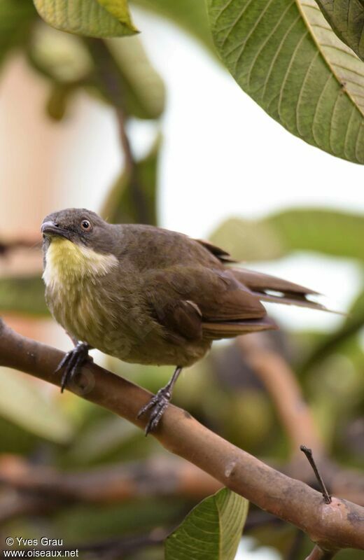 Bulbul à gorge claire