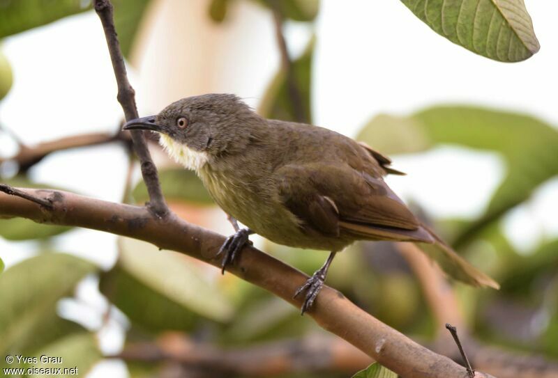 Bulbul à gorge claire