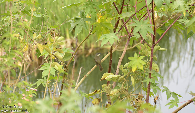 Bulbul à gorge claire