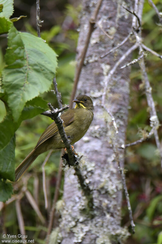 Yellow-whiskered Greenbul