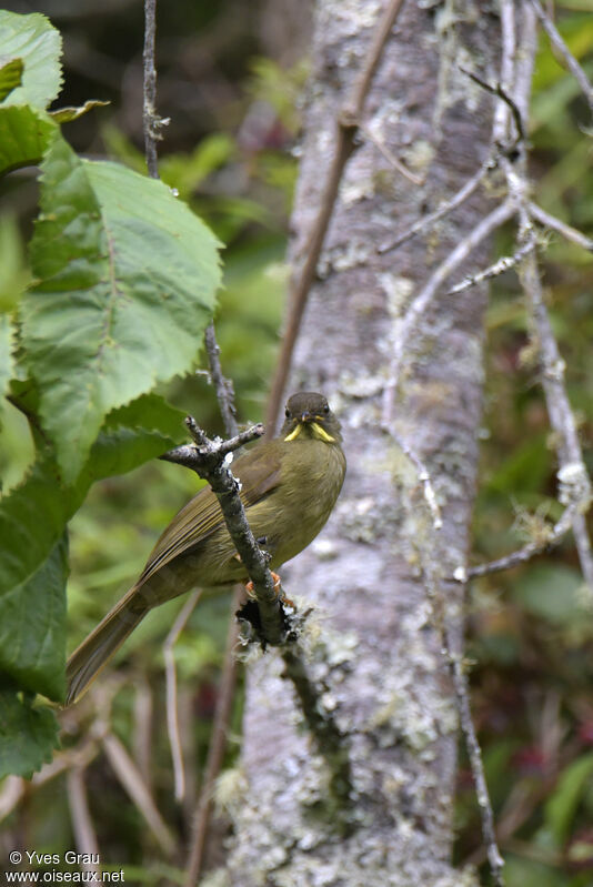 Yellow-whiskered Greenbul