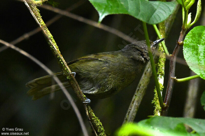 Mountain Greenbul