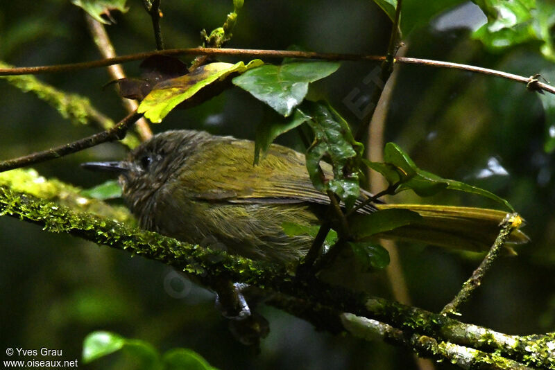 Bulbul à tête sombre