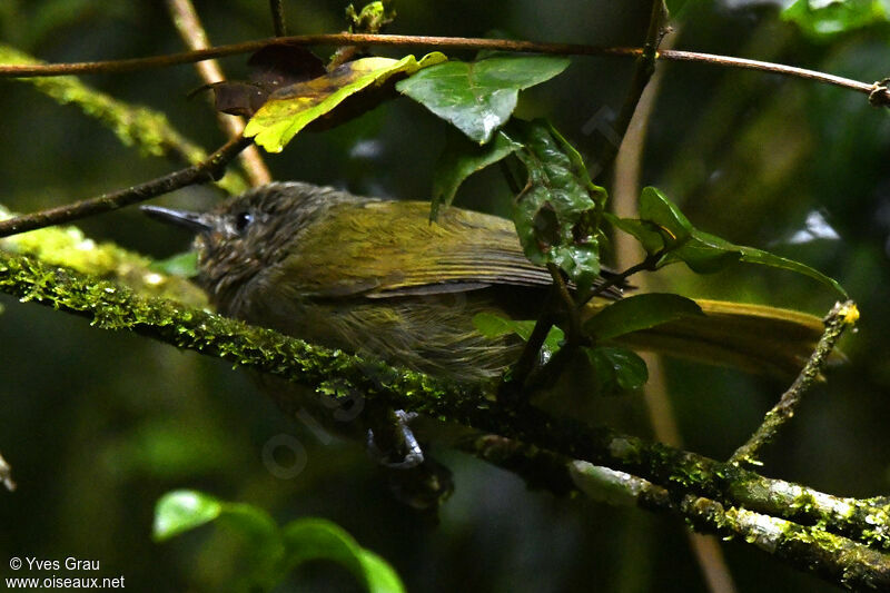 Bulbul à tête sombre