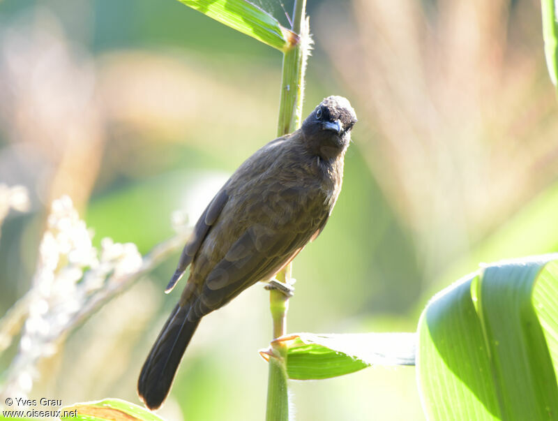 Bulbul des jardins