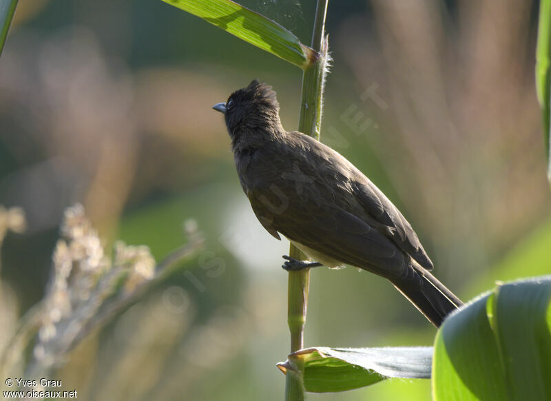 Common Bulbul