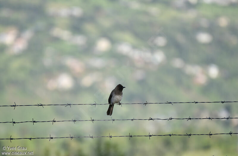 Common Bulbul