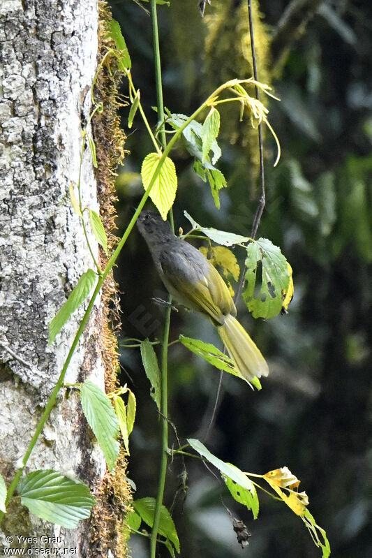 Shelley's Greenbul