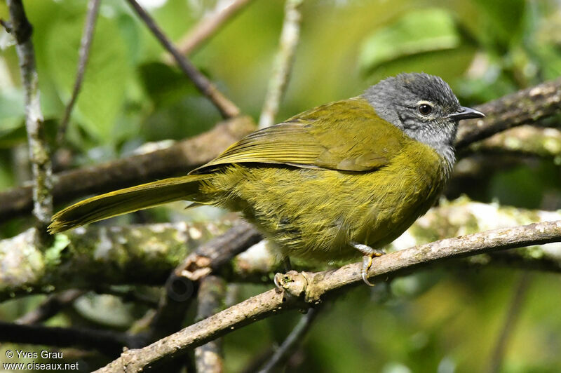 Olive-breasted Greenbul