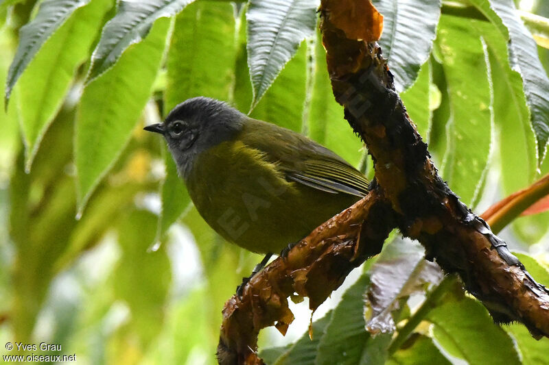 Bulbul kikuyu