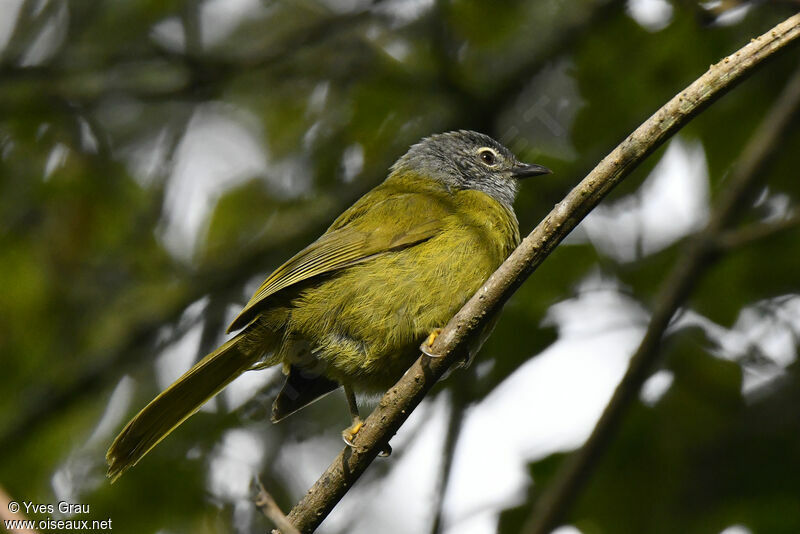 Olive-breasted Greenbul