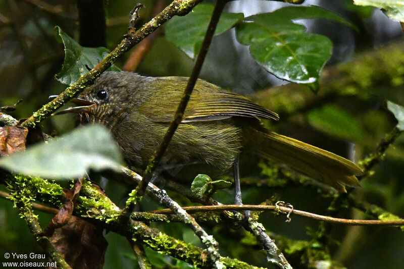 Bulbul kikuyu