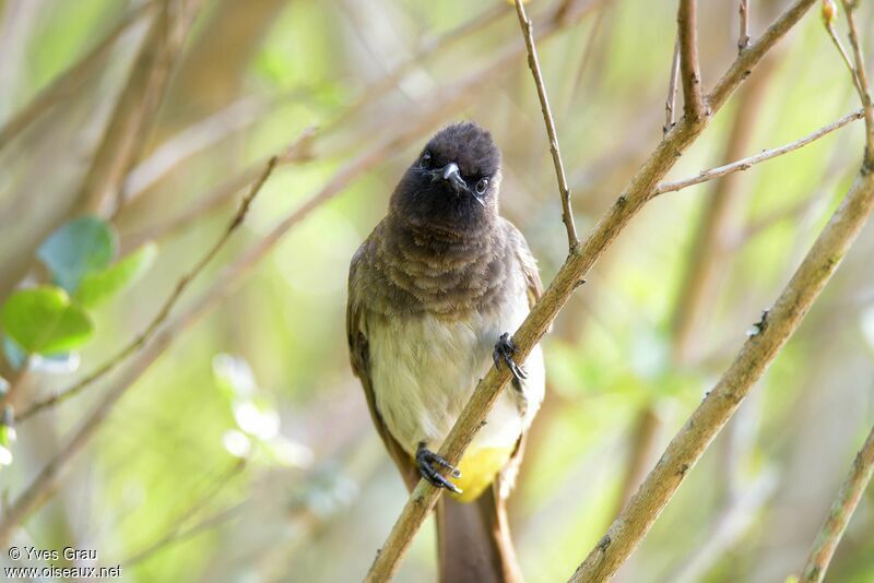 Bulbul tricolore