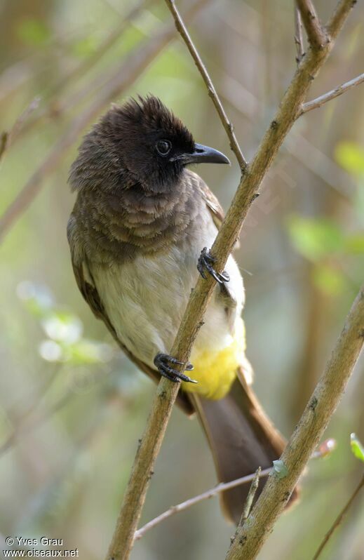 Bulbul tricolore