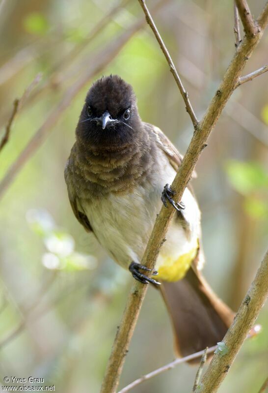 Dark-capped Bulbul