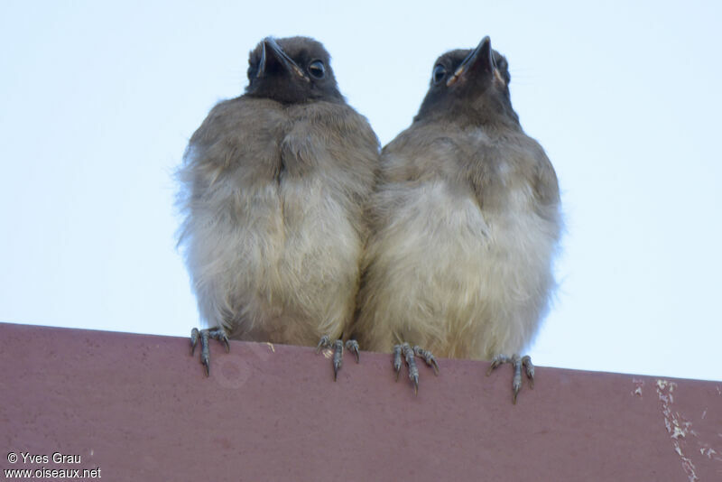 Bulbul tricolore