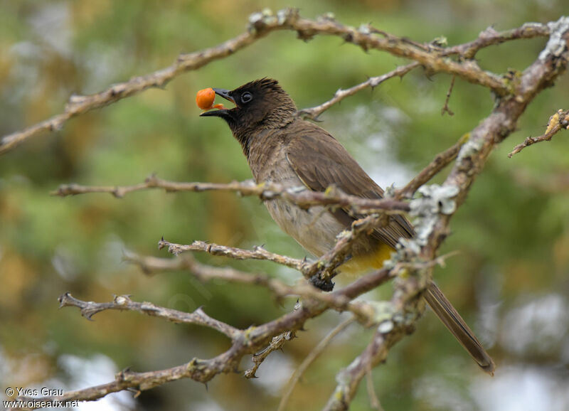 Dark-capped Bulbul