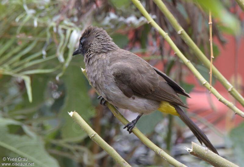 Bulbul tricolore