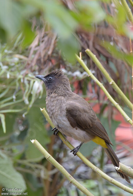 Dark-capped Bulbul