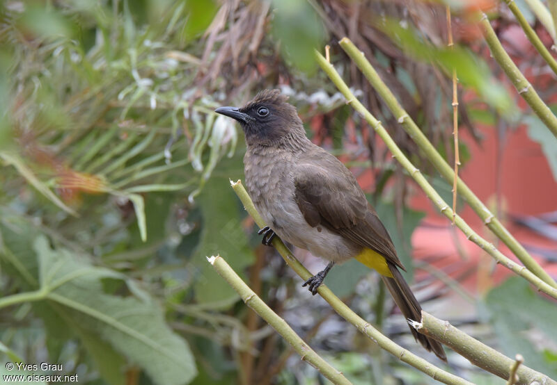 Dark-capped Bulbul