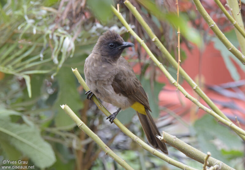 Dark-capped Bulbul