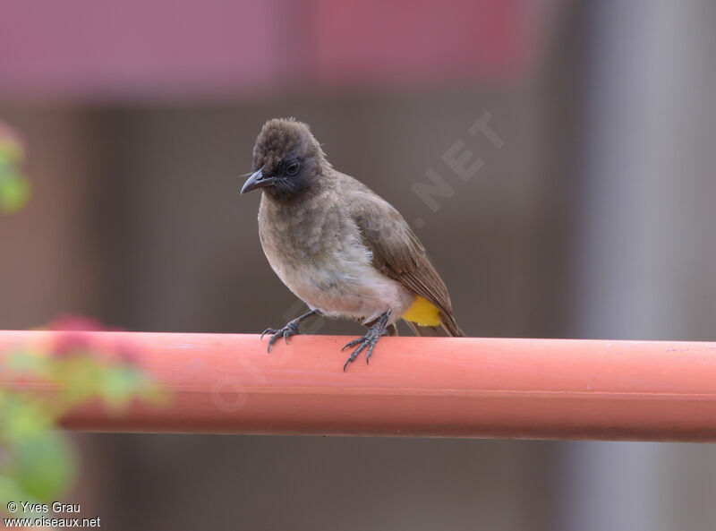 Dark-capped Bulbul