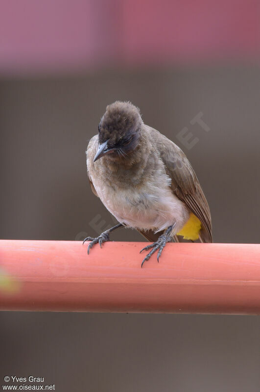 Dark-capped Bulbul