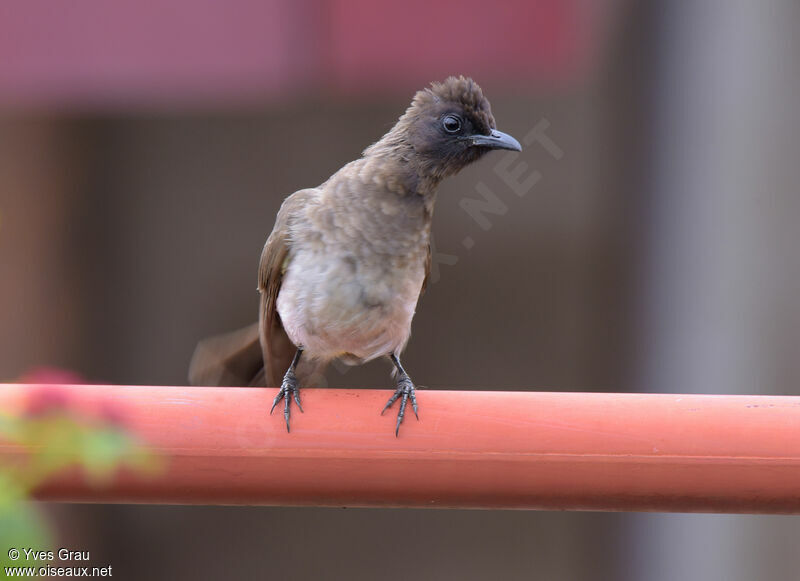 Bulbul tricolore