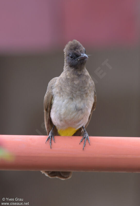 Dark-capped Bulbul