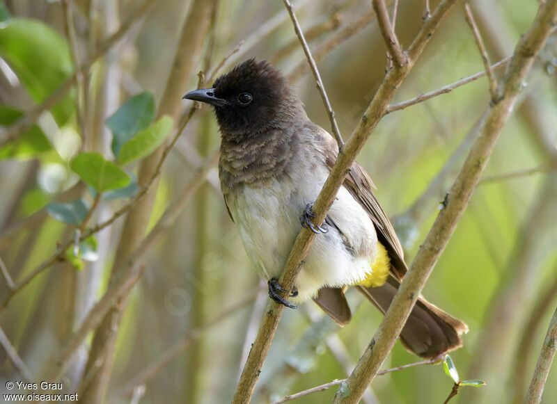 Bulbul tricolore