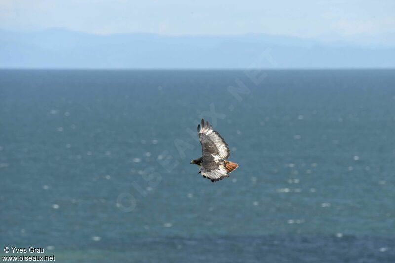 Augur Buzzard