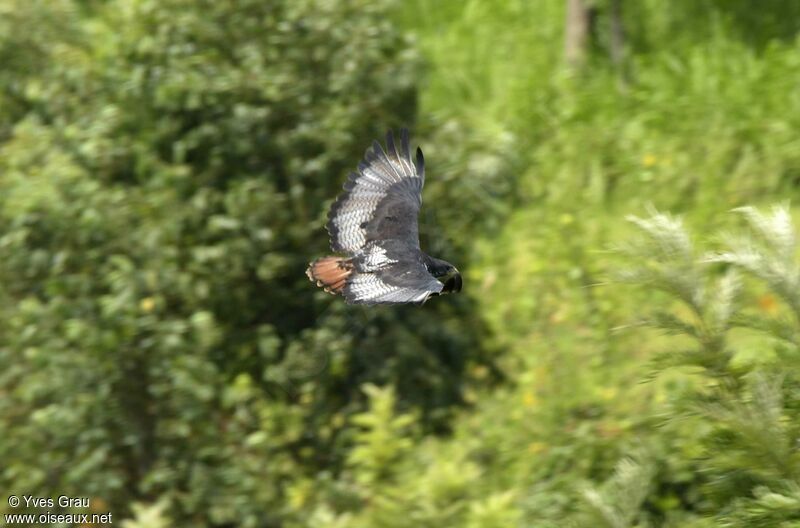 Augur Buzzard