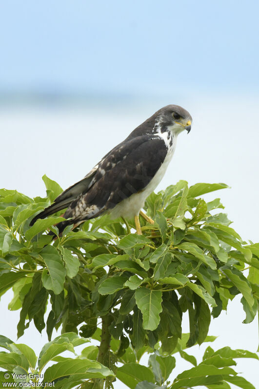 Augur Buzzard