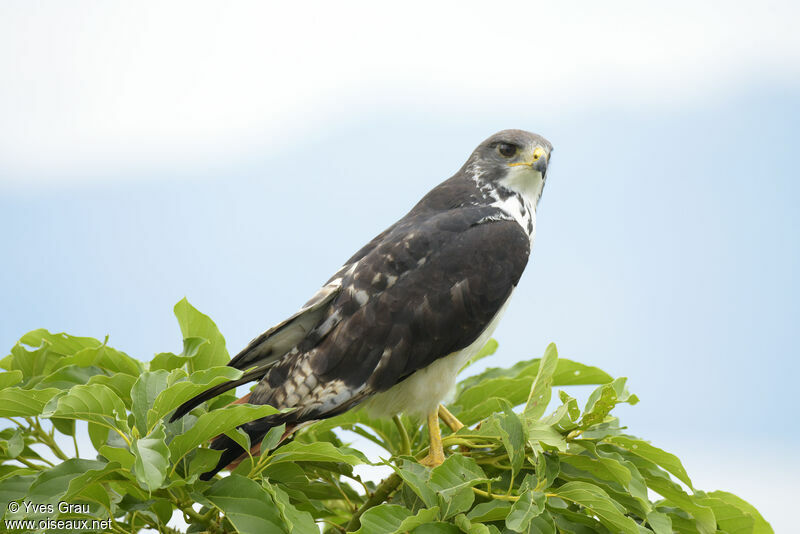 Augur Buzzard