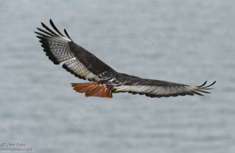 Augur Buzzard