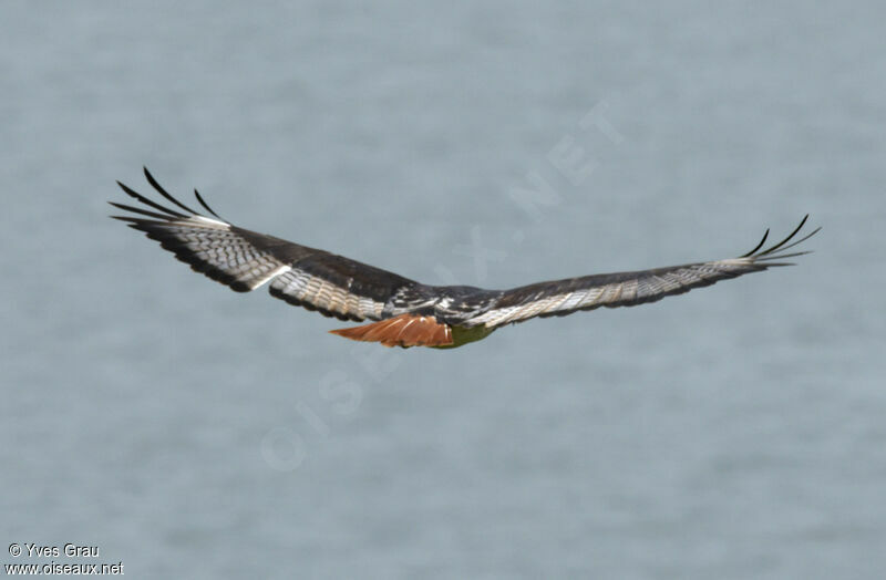 Augur Buzzard