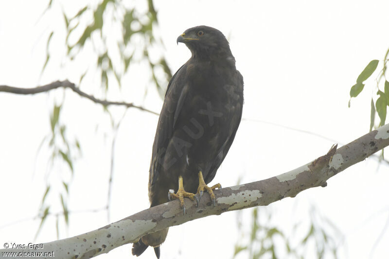 Augur Buzzard