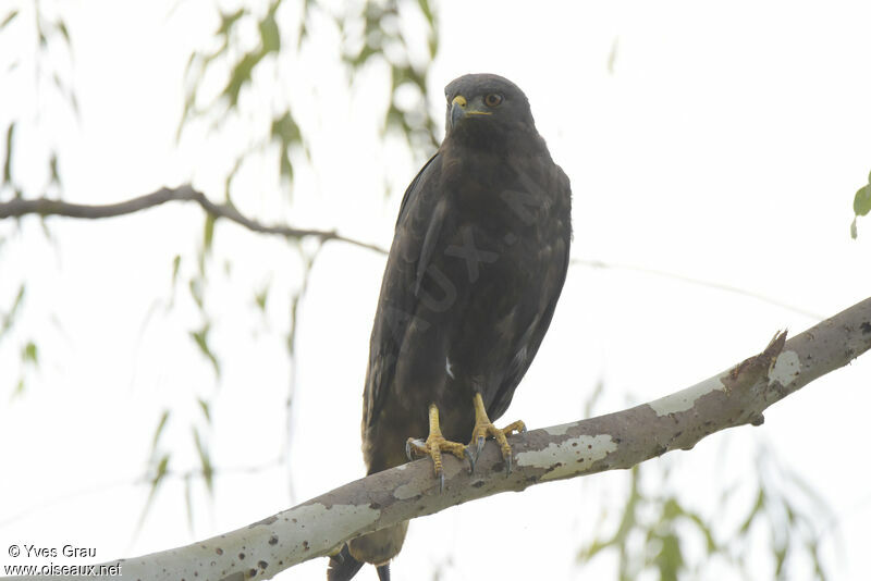 Augur Buzzard