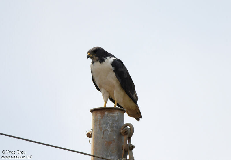 Augur Buzzard