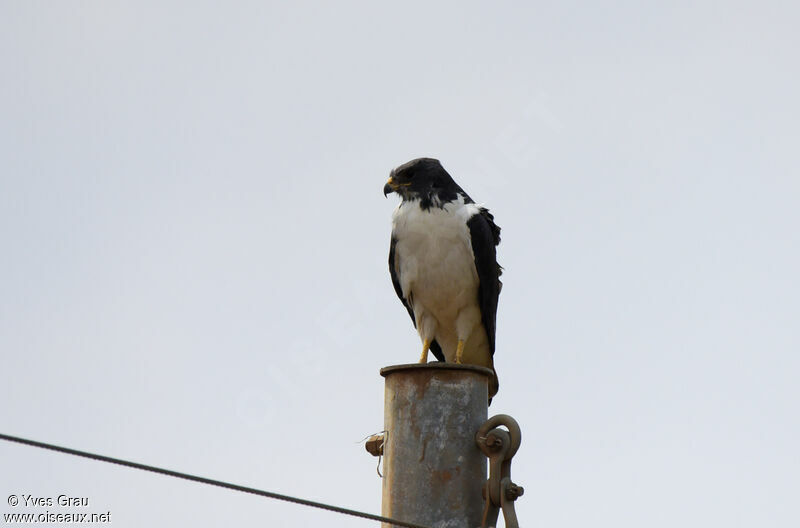 Augur Buzzard