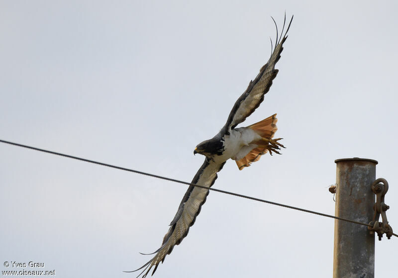 Augur Buzzard