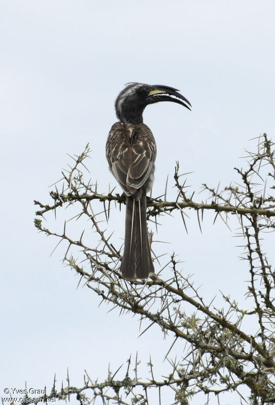 African Grey Hornbill