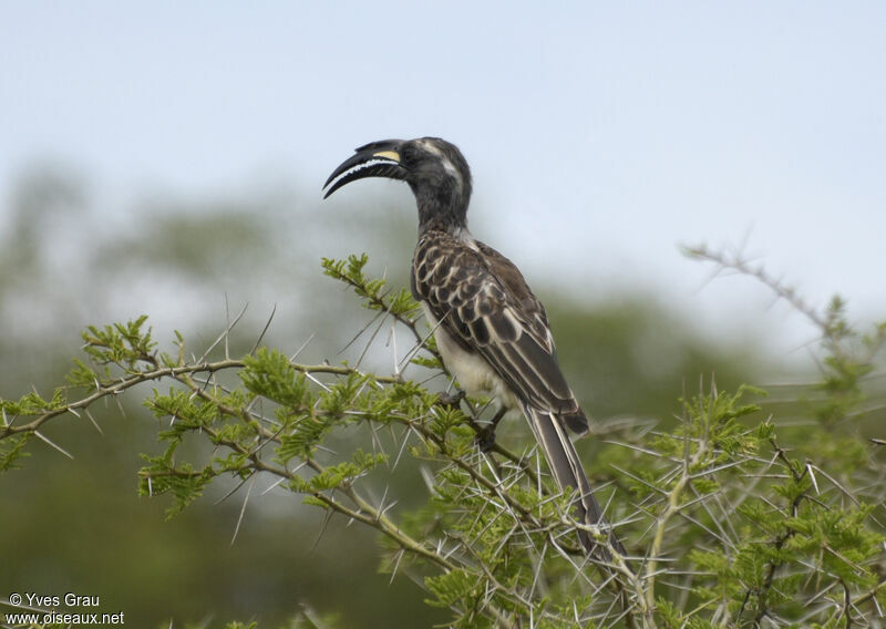 African Grey Hornbill