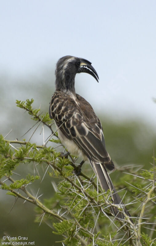 African Grey Hornbill