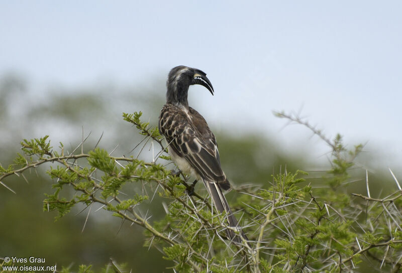 African Grey Hornbill