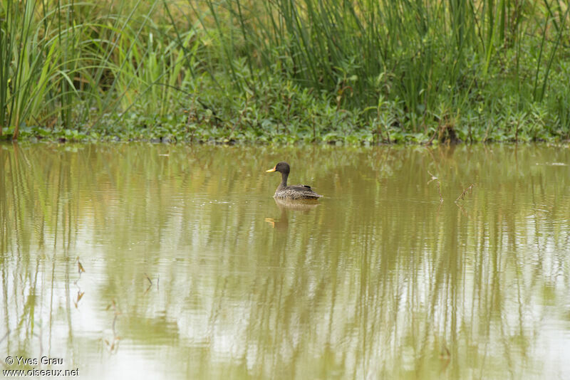 Canard à bec jaune