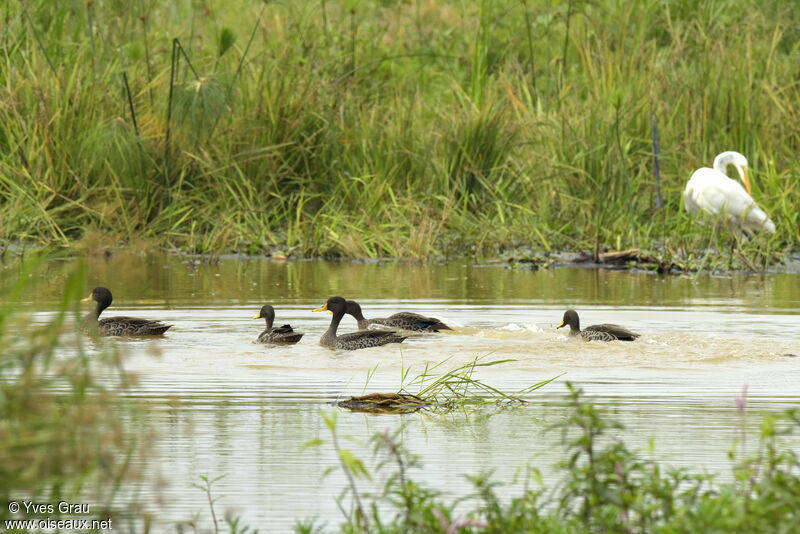 Yellow-billed Duck