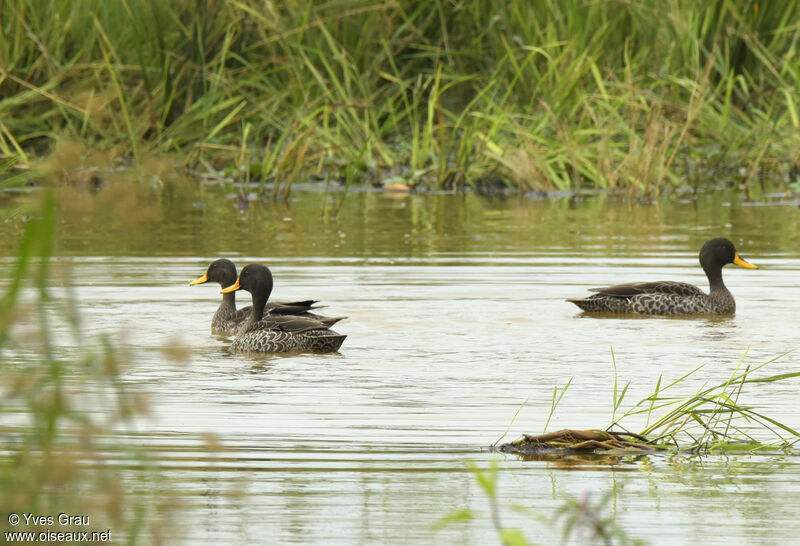 Canard à bec jaune